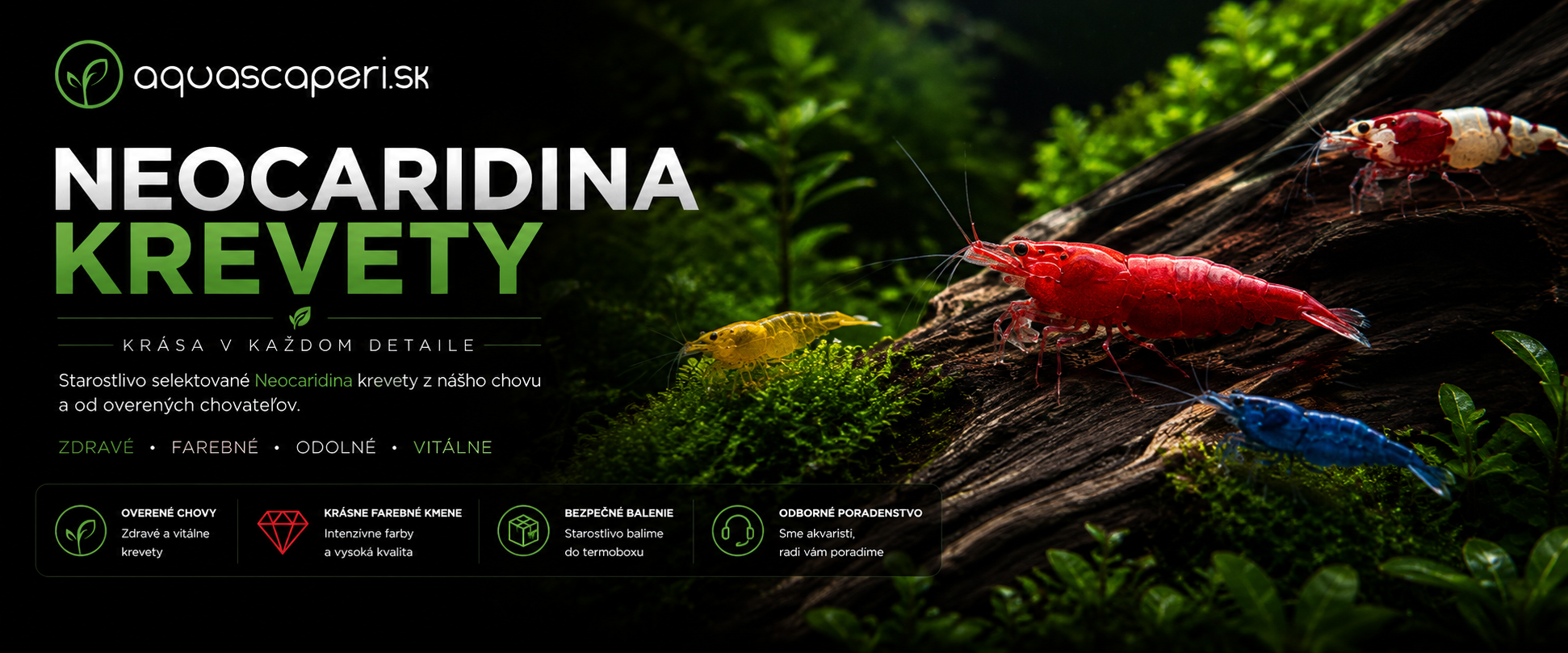 https://www.aquascaperi.live/neocaridina-krevety/