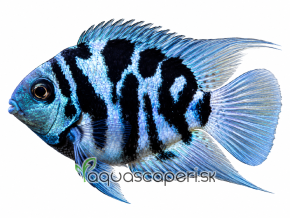 tiger parrot