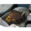 Pestrenec žltohlavý - Altolamprologus compressiceps / goldhead