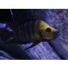 Pestrenec žltohlavý - Altolamprologus compressiceps / goldhead