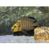 Pestrenec žltohlavý - Altolamprologus compressiceps / goldhead