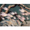 Tetra červenoškvrnná - Hyphessobrycon / erythrostigma